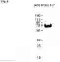 Fig. 25 - COMBINED MODULATION OF IRE1