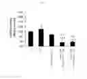 Fig. 02 - METHODS FOR ENHANCING THE EFFECT OF EGCG ON MITIGATING SKELETAL MUSCLE LOSS
