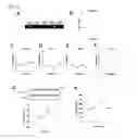 Fig. 04 - Pharmaceutical composition for treating or preventing sensorineural hearing loss, containing cysteinyl leukotriene receptor antagonist and ginkgo leaf extract