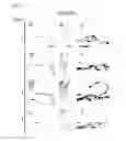 Fig. 05 - Pharmaceutical composition for treating or preventing sensorineural hearing loss, containing cysteinyl leukotriene receptor antagonist and ginkgo leaf extract