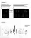 Fig. 04 - AGENT CONTAINING IMIDAZOLE DIPEPTIDE