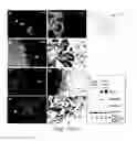 Fig. 12 - PEPTIDE AND SMALL MOLECULE AGONISTS OF EPHA AND THEIR USES IN DISEASE