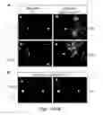 Fig. 15 - PEPTIDE AND SMALL MOLECULE AGONISTS OF EPHA AND THEIR USES IN DISEASE