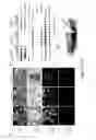 Fig. 18 - PEPTIDE AND SMALL MOLECULE AGONISTS OF EPHA AND THEIR USES IN DISEASE