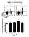 Fig. 07 - Pharmaceutical composition comprising bee venom-phospholipase A2 (bv-PLA2) for treating or preventing diseases related to degradation of abnormal regulatory T cell activity