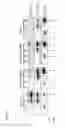 Fig. 33 - Methods and compositions for transgene expression in a herpesvirus vector system