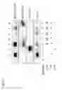 Fig. 35 - Methods and compositions for transgene expression in a herpesvirus vector system