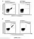 Fig. 29 - Peptides and combination of peptides for use in immunotherapy against CLL and other cancers