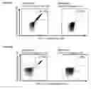 Fig. 34 - Peptides and combination of peptides for use in immunotherapy against various cancers