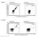 Fig. 34 - Peptides and combination of peptides for use in immunotherapy against various cancers