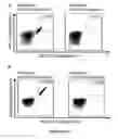Fig. 29 - Peptides and combination of peptides for use in immunotherapy against CLL and other cancers