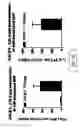 Fig. 12 - Replication defective adenovirus vector in vaccination