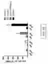 Fig. 16 - Replication defective adenovirus vector in vaccination