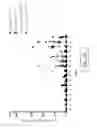 Fig. 17 - Replication defective adenovirus vector in vaccination