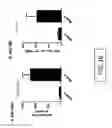 Fig. 18 - Replication defective adenovirus vector in vaccination