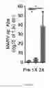 Fig. 07 - Filovirus consensus antigens, nucleic acid constructs and vaccines made therefrom, and methods of using same