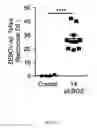 Fig. 22 - Filovirus consensus antigens, nucleic acid constructs and vaccines made therefrom, and methods of using same