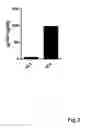 Fig. 03 - Synthetic human immunodeficiency virus (HIV) envelope antigen, vectors, and compositions thereof