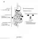 Fig. 03 - Immunotherapy composition and use thereof
