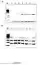 Fig. 21 - Immunotherapy composition and use thereof