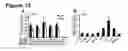 Fig. 13 - IMMUNOSTIMULATORY COMBINATIONS OF TLR LIGANDS AND METHODS OF USE