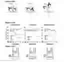 Fig. 22 - Methods for treating cancer by administering humanized pan-HER antibody compositions