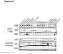Fig. 30 - Methods for treating cancer by administering humanized pan-HER antibody compositions