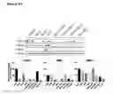 Fig. 34 - Methods for treating cancer by administering humanized pan-HER antibody compositions