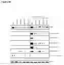 Fig. 41 - Methods for treating cancer by administering humanized pan-HER antibody compositions