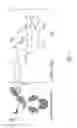 Fig. 03 - BCMA Antigen binding proteins