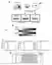 Fig. 02 - APTAMERS FOR TUMOR INITIATING CELLS