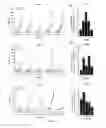 Fig. 04 - APTAMERS FOR TUMOR INITIATING CELLS