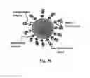 Fig. 10 - APTAMERS FOR TUMOR INITIATING CELLS