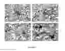 Fig. 06 - Variable domains of camelid heavy-chain antibodies directed against glial fibrillary acidic proteins