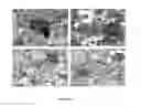 Fig. 08 - Variable domains of camelid heavy-chain antibodies directed against glial fibrillary acidic proteins