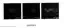 Fig. 09 - Variable domains of camelid heavy-chain antibodies directed against glial fibrillary acidic proteins