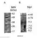 Fig. 13 - Variable domains of camelid heavy-chain antibodies directed against glial fibrillary acidic proteins