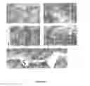 Fig. 18 - Variable domains of camelid heavy-chain antibodies directed against glial fibrillary acidic proteins