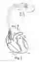 Fig. 02 - Erythropoeitin production by electrical stimulation