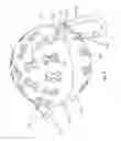 Fig. 05 - BALL HOLDER FOR CARRYING AND DRYING A BALL HELD THEREIN