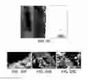 Fig. 17 - Robust carbon nanotube membranes and methods of making the same