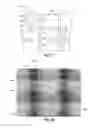 Fig. 22 - In situ-generated microfluidic isolation structures, kits and methods of use thereof