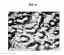 Fig. 07 - Release webs and textured products