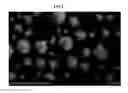Fig. 02 - Porous ceramic composite particle and method for preparing the same