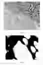 Fig. 05 - Ceramic composite and method to prepare the composite