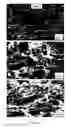 Fig. 07 - Ceramic composite and method to prepare the composite