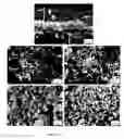 Fig. 15 - Ceramic composite and method to prepare the composite