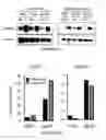 Fig. 17 - Bisaminoquinoline compounds, pharmaceutical compositions prepared therefrom and their use