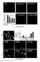 Fig. 18 - Bisaminoquinoline compounds, pharmaceutical compositions prepared therefrom and their use