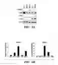 Fig. 03 - Compositions and methods for treating cancer with aberrant lipogenic signaling